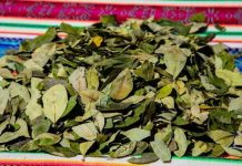 Proyecto de ley para legalizar la hoja de coca