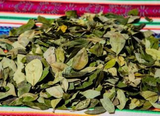 Proyecto de ley para legalizar la hoja de coca